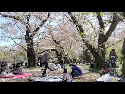 Cherry Blossoms In Tokyo! お花見 Live! Come Chat & See!