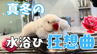 【クセ強】真冬でも欠かせないインコたちの水浴び狂想曲【ワカケホンセイインコ・セキセイインコ・ウロコインコ・オオダルマインコ】