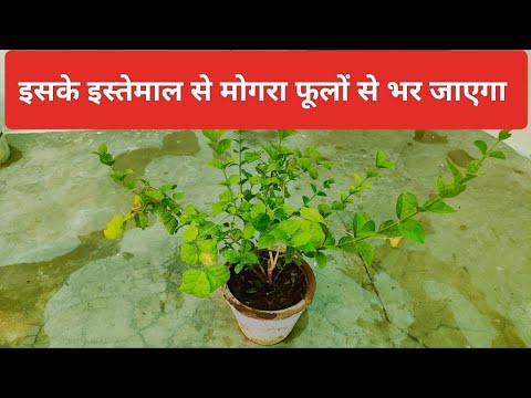 इस तरीके से मोगरा का पौधा फूलों से भर जाएगा | Jasmine plant flowering tips | mogra plant flower