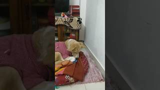 Cute pet video #cutepet #cute #love #doglover #dogowner #dogvideos #pets #pawscalling #shorts #viral