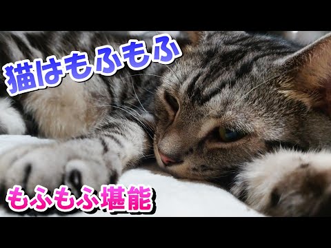 猫の癒し動画　（アメリカンショートヘア）