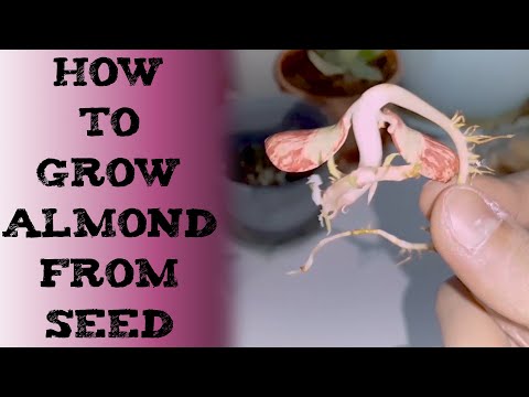 How to grow almond tree from seed 如何种植扁桃树 बादाम के पेड़ को बीज से कैसे उगाएं ALMENDRAS Mandel