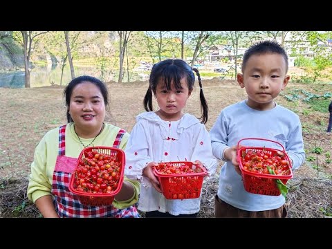 一年一度的樱桃自由到了，在树上吃个够，又脆又甜【梅子美食】