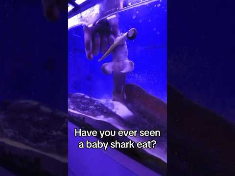 Baby Shark Feeding Frenzy! #shorts #viral #babyshark