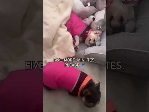 Sleepy French Bulldogs Max and Bo | Frenchie Trekker TV #Shorts #Dog