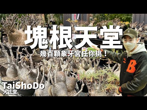 超大型日本園藝店！幾百顆象牙宮任你挑！大型造景根本是植物園吧 !? 多肉,塊根,觀葉植物應有盡有！TaiShoDo 大正堂【東京特輯Ep04】