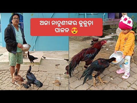 ଆଉ କେତେ କୁକୁଡ଼ା ଅଛନ୍ତି 🤔 ଦେଖନ୍ତୁ #request video #youtube #basantasir's kitchen garden 🏡