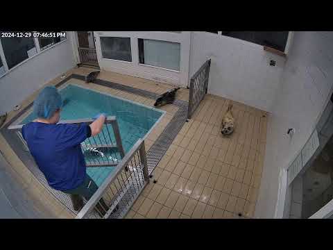 Seals live (4K) Binnenbad @ Seal Rehabilitation and Research Centre (Pieterburen, The Netherlands)