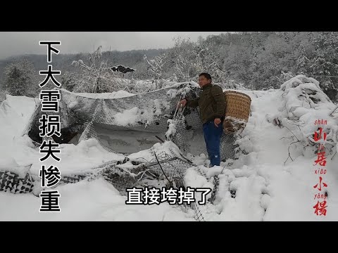 今年第一次下大雪，没想到损失惨重，小伙的鸡舍垮塌了三分之二【南方小杨】