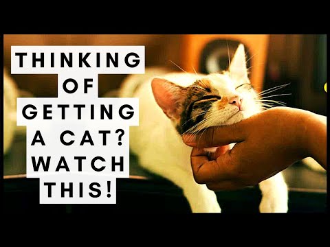 Thinking of getting a cat? Watch This!