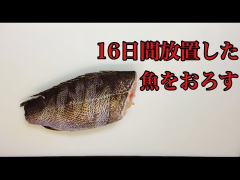 16日間放置した魚を卸すだけの動画