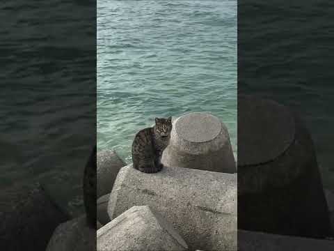 Stray Cat on the beach in Okinawa, Japan