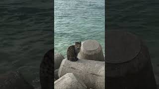 Stray Cat on the beach in Okinawa, Japan