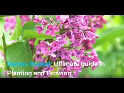 Dames Rocket: Ultimate guide in Planting and Growing