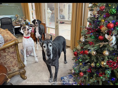 Merry Christmas Great Danes & Cat Enjoy Gift Opening Mischief