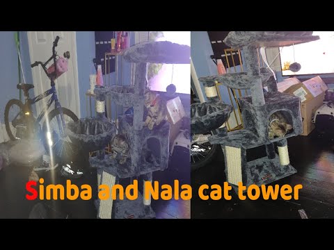 Meet Simba and Nala: Our Adorable Cat Tower Adventure!