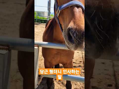 당근 줬더니 고맙다고 인사하는 말 🐎