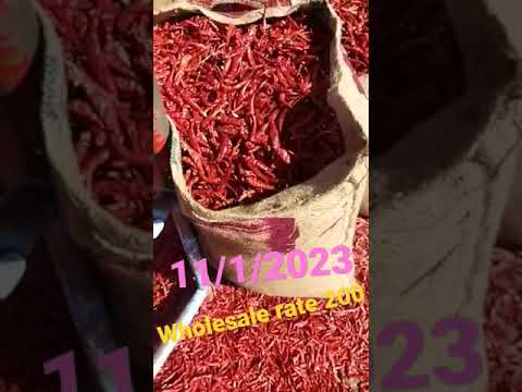 11/1/2023 wholesale rate 200  bedia Mirchi mandi asia no 2 Mirchi mandi  rate 200