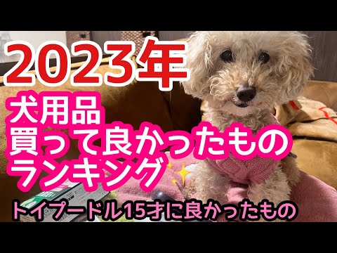 【15歳老犬に良かったもの】2023年買ってよかったお気に入り６アイテム