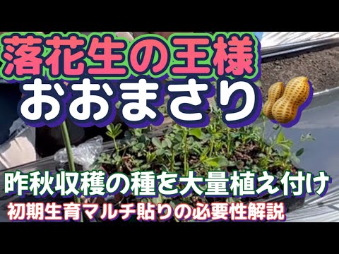 【家庭菜園で落花生おおまさり植え付け】植え付け時期をずらして50株の栽培を目指す！茹で落花生は最高！