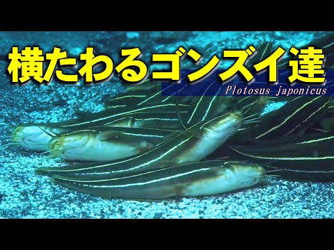 【 ゴンズイ 】砂地で転がる魚たち　Plotosus japonicus