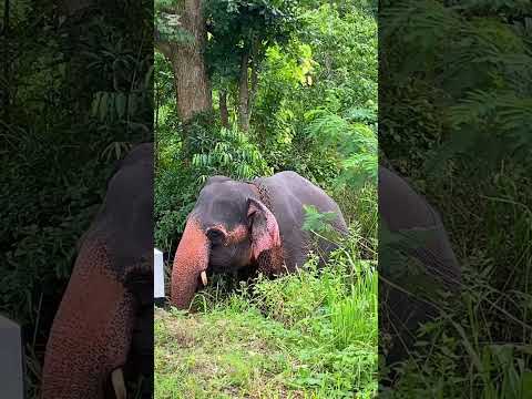 Female tusker , habarana #tusker #elephant #nature #indian #asiananimal #tuskerhouse #beautiful