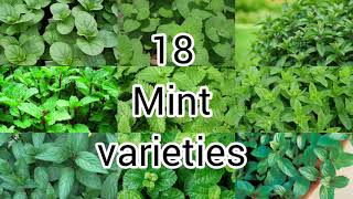 18 Rare Mint varieties with names||Pudina varieties || Pinkish paradise.