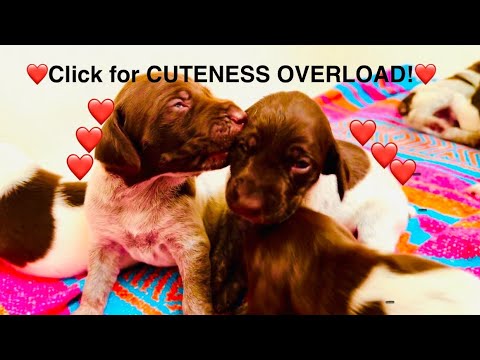 DAY 29! GERMAN SHORTHAIR POINTER PUPPIES WEEK 1 to WEEK 4 in 60 SECONDS!  CUTEST RECAP EVER!  Enjoy!