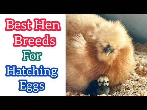 Top 5 Best Broody Chicken Breeds || Broody Hen