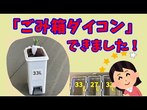 ダイコン栽培は、プランターより「ゴミ箱」。今までで一番大きくなりました！