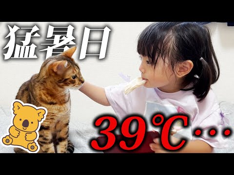 はじめて体験する暑さに耐えかねてお家にこもって猫と涼む。名前入りコアラのマーチで「しずく」が出るまで食べ続ける5歳娘！？