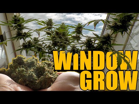 Autoflower Cannabis Window Grow - From Seed to Harvest