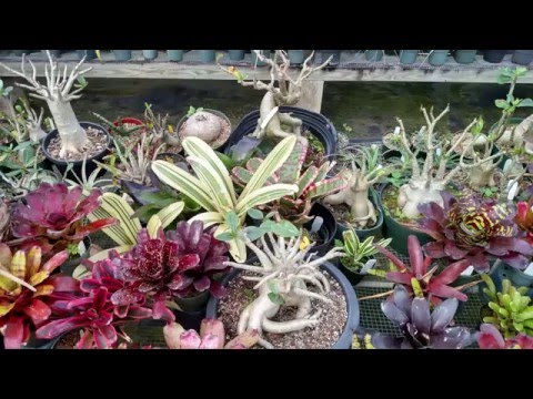 Michael's Bromeliads