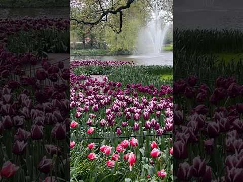 Beautiful places #spring #music #relaxing #travel #flowers #meditation #travelvlog #relaxingmusic