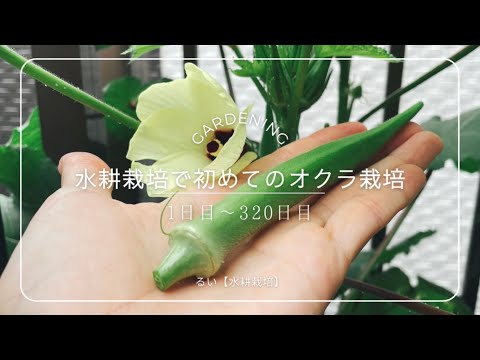 【水耕栽培】オクラを育ててみた　1日目〜320日目