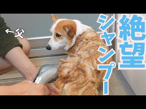 いつもシャンプーに絶望している愛犬。大好きな父がシャンプーしたらこうなった