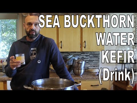 Sea Buckthorn Water Kefir: Healthy Soda For YOU!