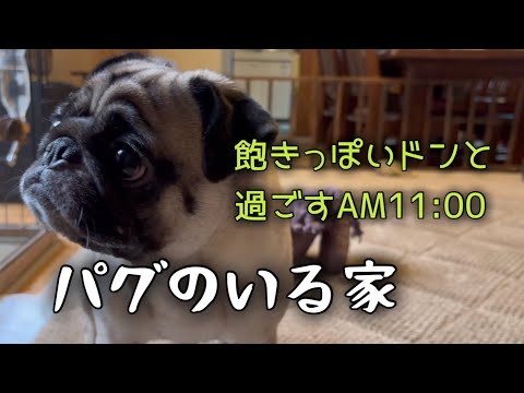 飽きっぽいドンと過ごすある日のAM11:00