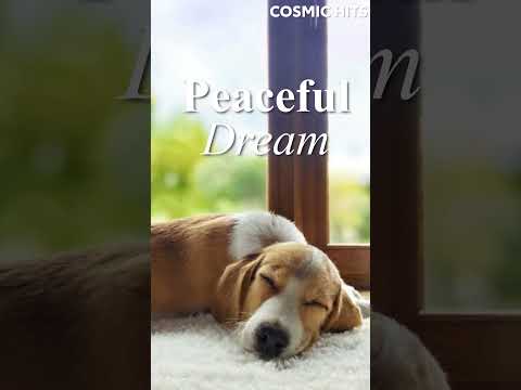 Music That Comforts Your Pup 🐾 Gentle Melodies for Stress-Free Nap Times! 🎶