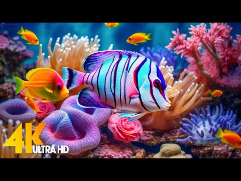 Aquarium 4K VIDEO (ULTRA HD) 🐠 Beautiful Coral Reef Fish - Relaxing Sleep Meditation Music