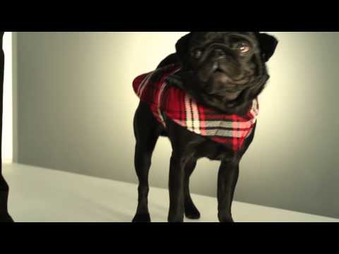 Strike-A-Paws 2014 - Wag-A-Tude Red Plaid Tab Jacket