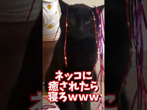 ネッコの動画で癒されたら寝ろｗｗｗ　#2ch #2ch動物スレ #2ch面白いスレ #動物 #犬 #猫 #癒やし #ねこ