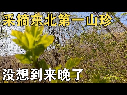 采摘东北第一山珍刺老芽，刚到山上以为来早了，没想到窝子被端了【环华行913】