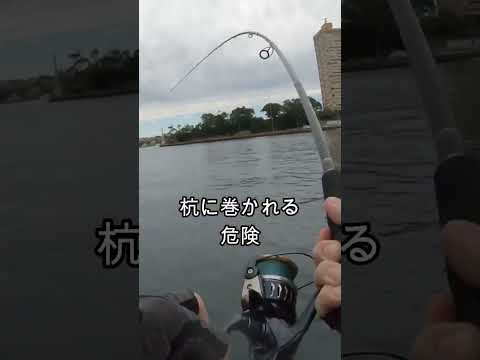 ライトショアジギング　潜られからの　 #ショアジギング #fishing