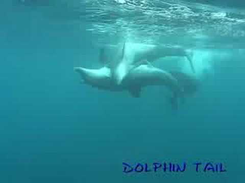 御蔵島イルカ　080801　mikura Is.　dolphin