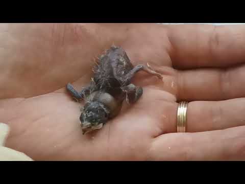 Hand feeding Cut throat finch baby