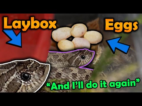 Our Hognose Laid Eggs *Outside* of the Laybox...