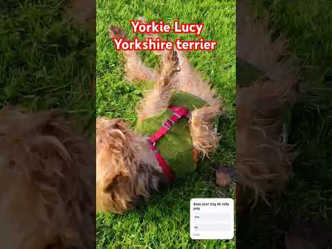 Yorkie Lucy Yorkshire terrier roly poly time