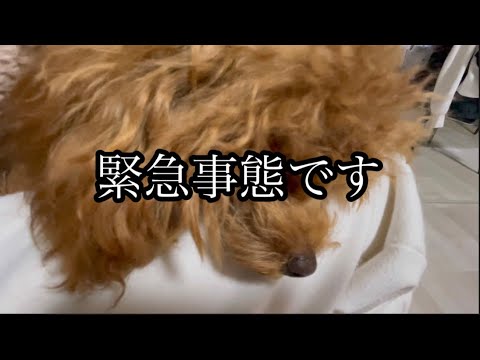 愛犬がマスクを誤飲してしまいました