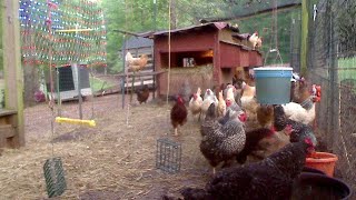 Happy chicken cam - Georgia